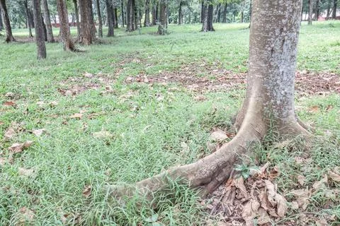 Smooth tree roots on grassy ground with dry leaves Stock Photos