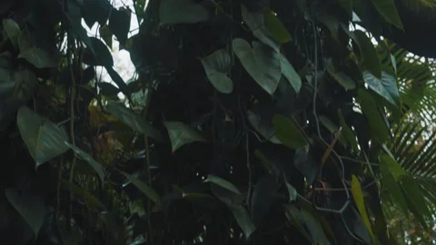 Smooth tree shot Stock-Footage 151045374