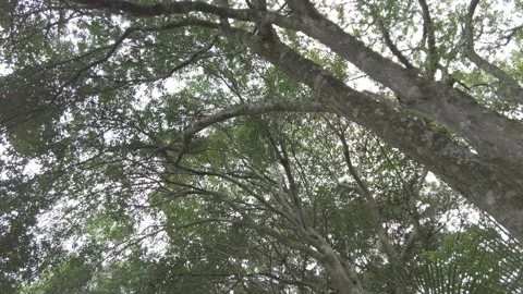 Smooth tree top shot in Costa Rica Stock Footage 168396834