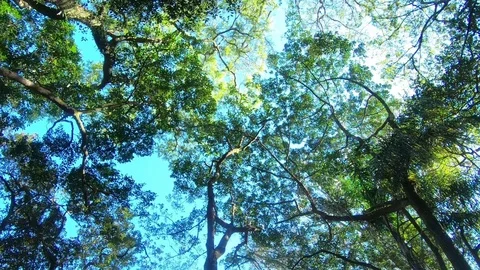 Smooth tree tops in rainforest Stock Footage 114995565