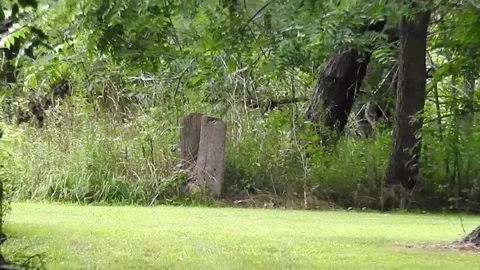 Smooth Tree Trunk Zoom Out Woodlot Meadow Stock Footage 89566720