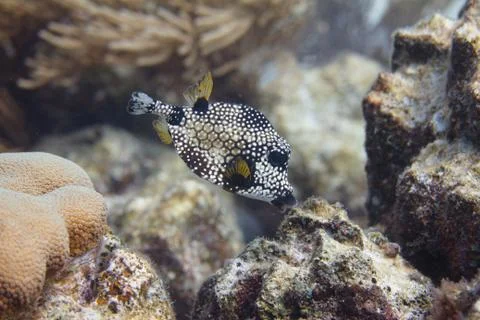 Smooth Trunkfish Stock Photos