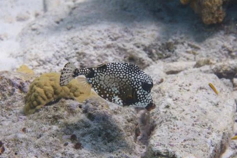 Smooth Trunkfish Stock Photos