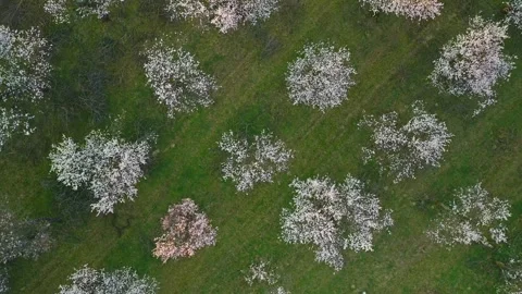Smooth upward aerial flight over a blooming almond orchard in spring. Stock Footage 331508996