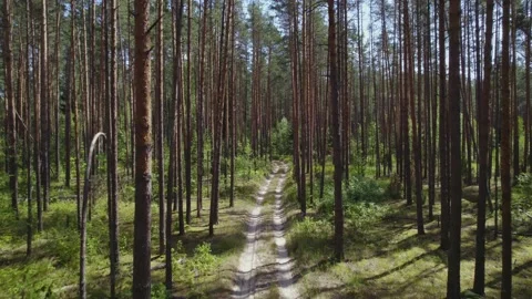 Smooth upward movement along a forest road surrounded by pine tree trunks and Stock-Footage 201806982