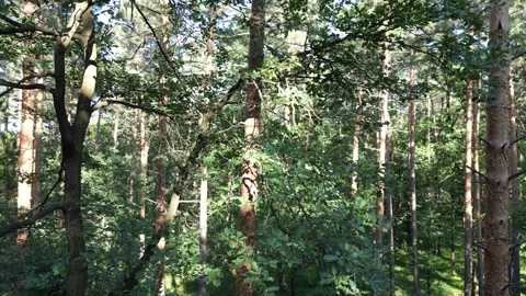Smooth vertical drone rise through pine forest canopy into panoramic aerial  Stock Footage 308633699