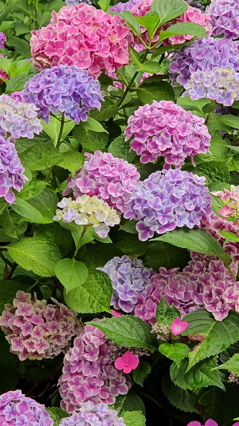 Smooth vertical pan over blooming purple and pink hydrangea bush. Stock Footage 341351941