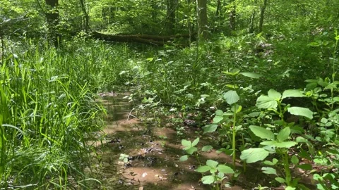 Smooth Vertical Top-Down Movement Shows a Silt Filled Creek Stock Footage 241524001