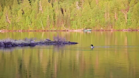Smooth view of loon on lake Stock Footage 51714295