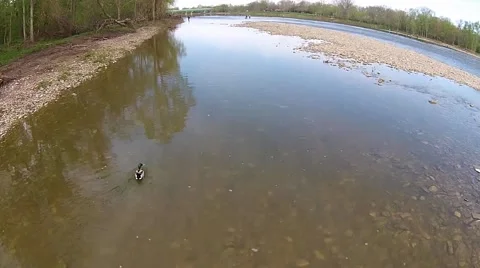 Smooth view of shallow river close to water and past a duck Stock-Footage 40341404