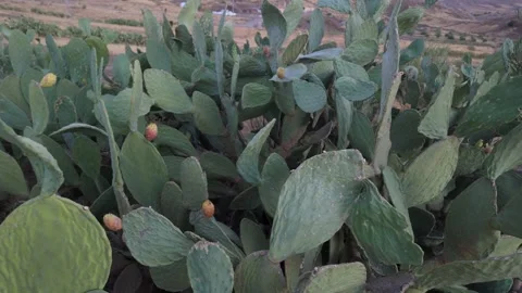 Smooth view of wild prickly pear cactus plants growing on an arid Stock Footage 344819424