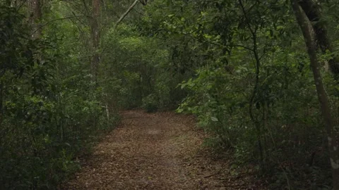 Smooth Walk Down Wooded Trail Gimbal Shot Stock Footage 132433904