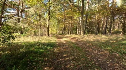 Smooth walk on a leaf-covered path in a sunny, mixed forest Stock Footage 319757912