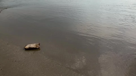 Smooth waves on a calm beach Stock Footage 287824791