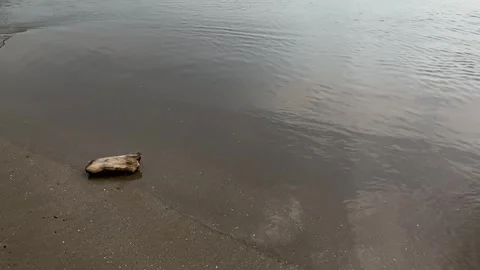 Smooth waves on a calm beach Stock Footage 287825201