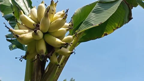 Smooth yellow papaya fruit Stock Footage 317483566