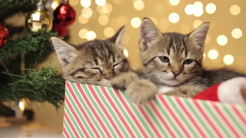 Smooth zoom effect to a kittens sleeping in a gift box. A kitten next to a Stock-Footage 221244205