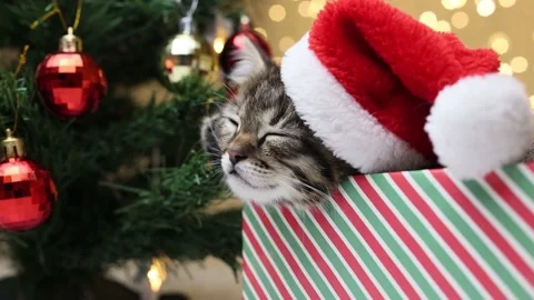 Smooth zoom of the frame on a kitten sleeping in a gift box with a Santa Claus Stock-Footage 221244167