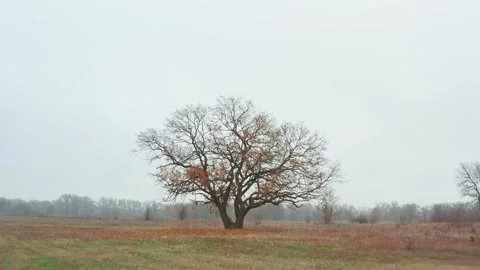 Smooth zoom in on a lonely tree with fallen leaves on a foggy autumn morning. Stock Footage 255123250
