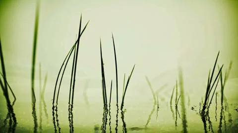 Smoothgras HD 库存影片 2361806