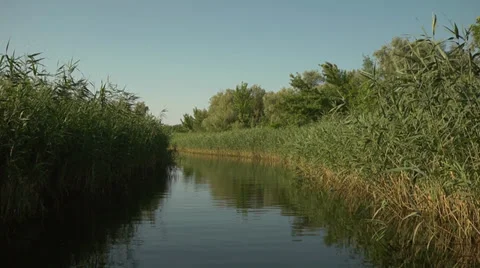 Smoothly on a boat camera on river delta in green reeds and water lilies Stock Footage 39837889
