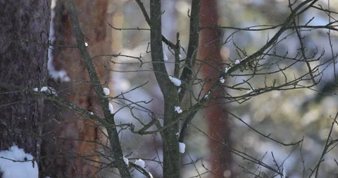 Smoothly falling snowflakes, 4K slomo Stock Footage 163844713