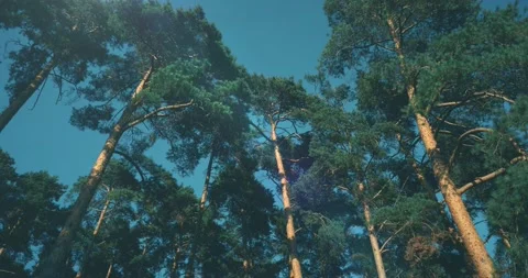 Smoothly Rising Pine Forest Stock Footage 230912603