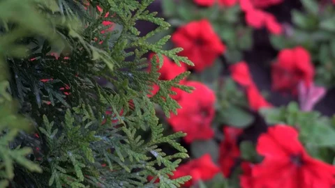 Smoothly turning focus from tree to flower bed with red flowers Stock Footage 76484103