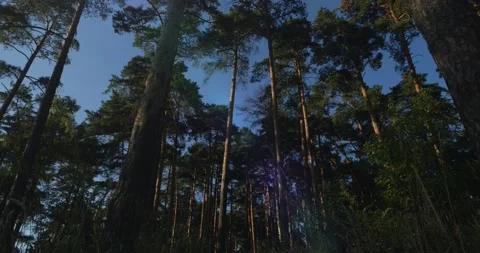 Smoothly Walking In Twilight Forest Stock Footage 230936370