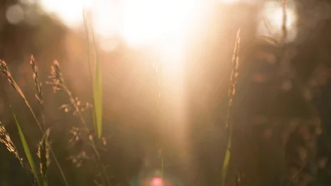 Smoth shot in the meadow grass with sunset in the background. Stock Footage 117044552
