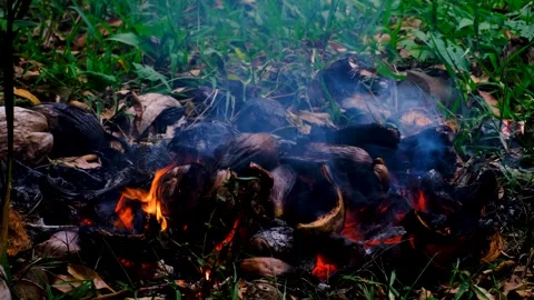 Smouldering burning coconut husks in fire on remote tropical island in Fiji Stock Footage 344916256