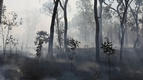 Smouldering forest Stock Footage 57680527