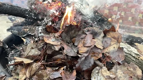 Smouldering Leaves Stock Footage 296487996