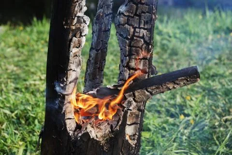 Smouldering trunk Stock Photos