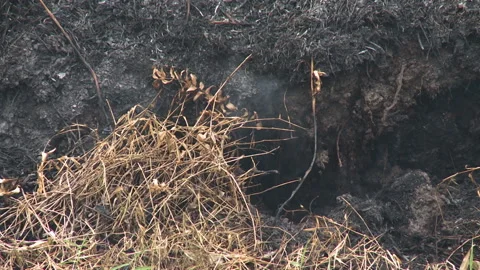 Smouldering Underground During Peat Fire, Indonesia Stock Footage 142851343