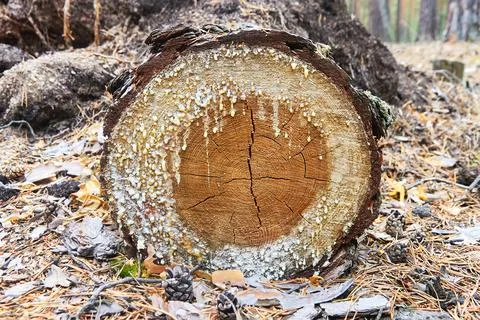 Smudges of tar on the cut of the tree trunk Stock Photos