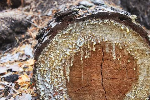 Smudges of tar on the cut of the tree trunk Stock Photos