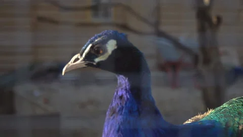 Smug   peacock in bird yard close up Stock Footage 94390689