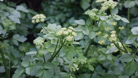 Smyrnium olusatrum 2 Stock Footage 102572890