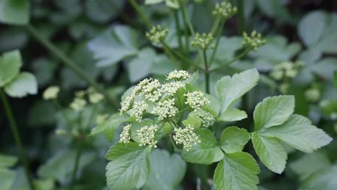 Smyrnium olusatrum Stock Footage 102574343