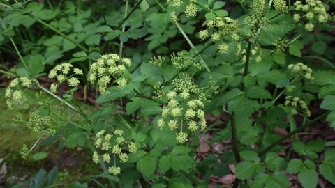 Smyrnium olusatrum Video stock 269740924