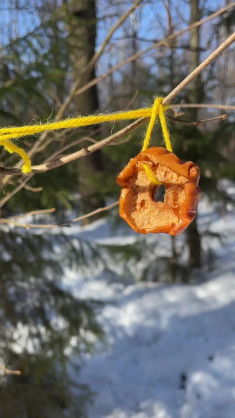 Snack for birds on a tree branch in winter forest Video stock 297710392