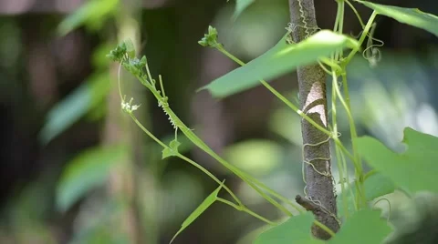 Snack gourd Luffa on garden Stock Footage 66457255