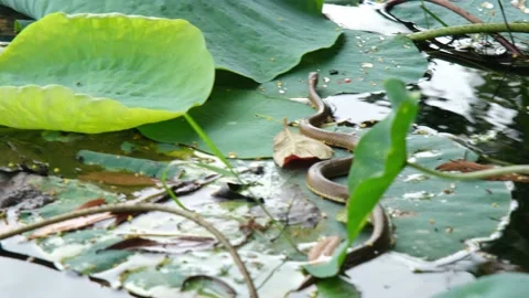 Snack on Lotus Leaf Video stock 226399645