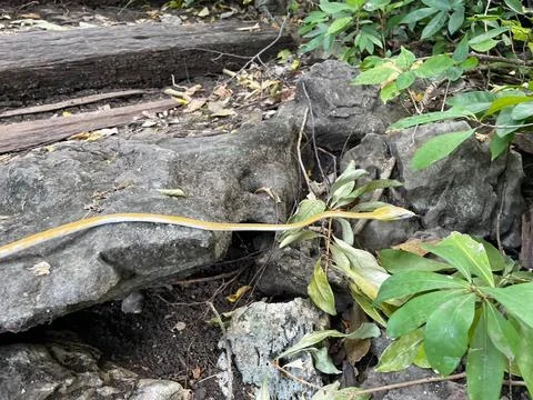 Snack Fotos de archivo