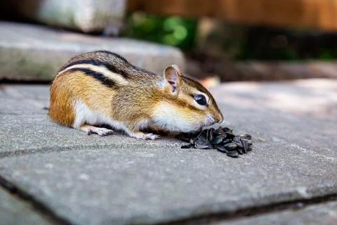 Snack time Stockfoto's
