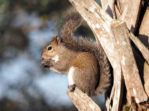 Snack Time for Squirrel Foto stock