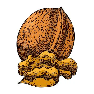 Snack walnut sketch hand drawn vector Stock Illustration