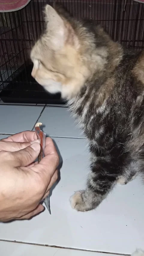 The snacking doesn't run out Stock-Footage 171716050