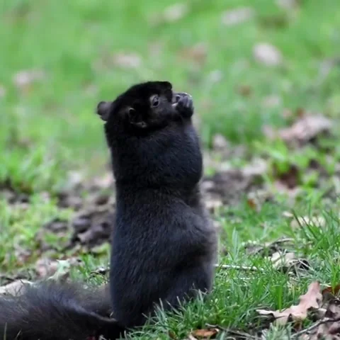 Snacking Squirrel Can't Stand Up, Delta, British Columbia, Canada - 10 Jan 2019 Video stock 205232223
